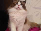 Ragdoll - nuotraukos Nr. 4