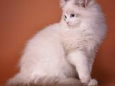 Ragdoll - nuotraukos Nr. 5