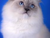 Ragdoll - nuotraukos Nr. 8