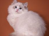 Ragdoll - nuotraukos Nr. 9