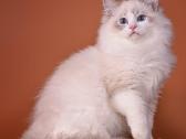 Ragdoll - nuotraukos Nr. 12
