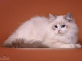 Ragdoll - nuotraukos Nr. 13