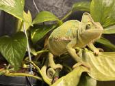 Roplys Jameno chameleonas - nuotraukos Nr. 4