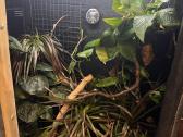 Roplys Jameno chameleonas - nuotraukos Nr. 5