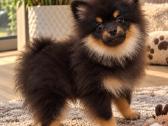 Vokiėčiu nykštukinis mini pomeranian špiciukas - nuotraukos Nr. 5