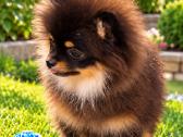 Vokiėčiu nykštukinis mini pomeranian špiciukas - nuotraukos Nr. 3