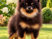Vokiėčiu nykštukinis mini pomeranian špiciukas - nuotraukos Nr. 6