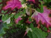Margenis (Coleus) - nuotraukos Nr. 6