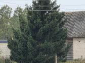 Kalėdoms Eglė - nuotraukos Nr. 3