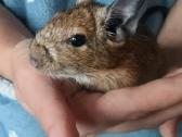 Parduodu degu - nuotraukos Nr. 2