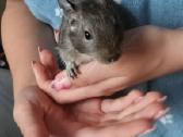 Dovanoju degu - nuotraukos Nr. 2