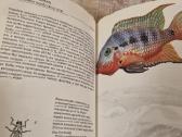 Rusų kalba - Аквариумные тропические рыбы - nuotraukos Nr. 6