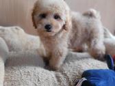 Maltipoo - nuotraukos Nr. 2