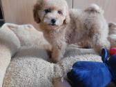 Maltipoo - nuotraukos Nr. 3