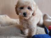 Maltipoo - nuotraukos Nr. 4