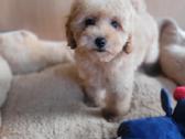 Maltipoo - nuotraukos Nr. 5
