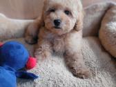 Maltipoo - nuotraukos Nr. 6