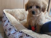 Maltipoo - nuotraukos Nr. 7