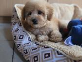 Maltipoo - nuotraukos Nr. 8