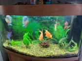 Parduodamas Juwel akvariumas su žuvytėmis - nuotraukos Nr. 3