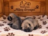 Parduodu shiba inu šuniukus