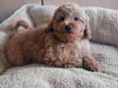 Maltipoo - nuotraukos Nr. 9