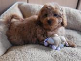 Maltipoo - nuotraukos Nr. 10