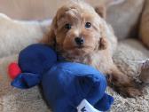 Maltipoo - nuotraukos Nr. 11