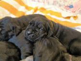 Cane corso veislės šuniukai su kilmės dokumentais - nuotraukos Nr. 3