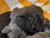 Cane corso veislės šuniukai su kilmės dokumentais - nuotraukos Nr. 2