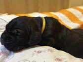 Cane corso veislės šuniukai su kilmės dokumentais - nuotraukos Nr. 4
