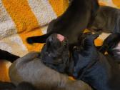 Cane corso veislės šuniukai su kilmės dokumentais - nuotraukos Nr. 5