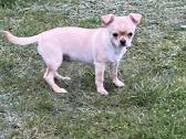 Chihuahua patinėlis - nuotraukos Nr. 3