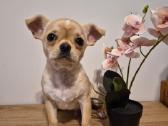 Chihuahua patinėlis - nuotraukos Nr. 4