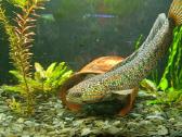 Channa asiatica - nuotraukos Nr. 2
