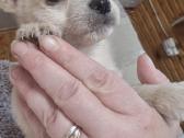 Mažiukai Chichuahua mamytės vaikiukai - nuotraukos Nr. 2
