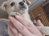 Mažiukai Chichuahua mamytės vaikiukai - nuotraukos Nr. 3