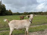 1,5 metų. 250€. Mama duoda 2,5 - 3 l - nuotraukos Nr. 2