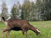 1,5 metų. 250€. Mama duoda 2,5-3 l pi - nuotraukos Nr. 5