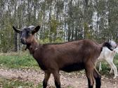 Prancūzų Alpinė - nuotraukos Nr. 7