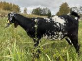 AN 2 foto - nuotraukos Nr. 11