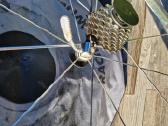 Campagnolo 28' - nuotraukos Nr. 34