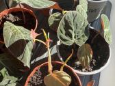 Philodendron Scandens Micans vijoklinis augalas - nuotraukos Nr. 2