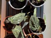 Philodendron Scandens Micans vijoklinis augalas - nuotraukos Nr. 3