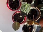 Philodendron Scandens Micans vijoklinis augalas - nuotraukos Nr. 4