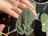 Philodendron Scandens Micans vijoklinis augalas - nuotraukos Nr. 5