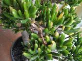 Parduodamas kambarinis augalas - nuotraukos Nr. 3