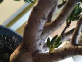 Parduodamas kambarinis augalas - nuotraukos Nr. 4