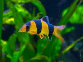 Nannacara neon blue hybrid - nuotraukos Nr. 3
