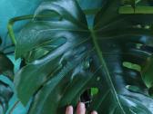 Monstera - nuotraukos Nr. 2